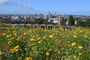 bsf liverpools wild side image